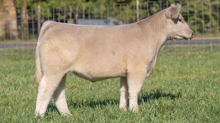 TAG 206 STEER