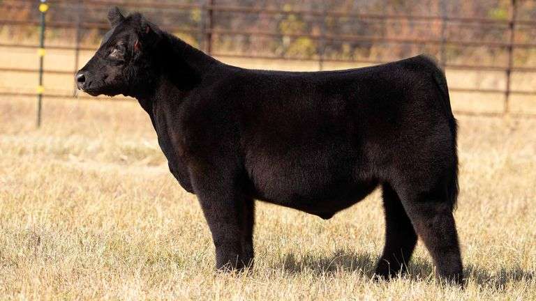 TAG 152 STEER
