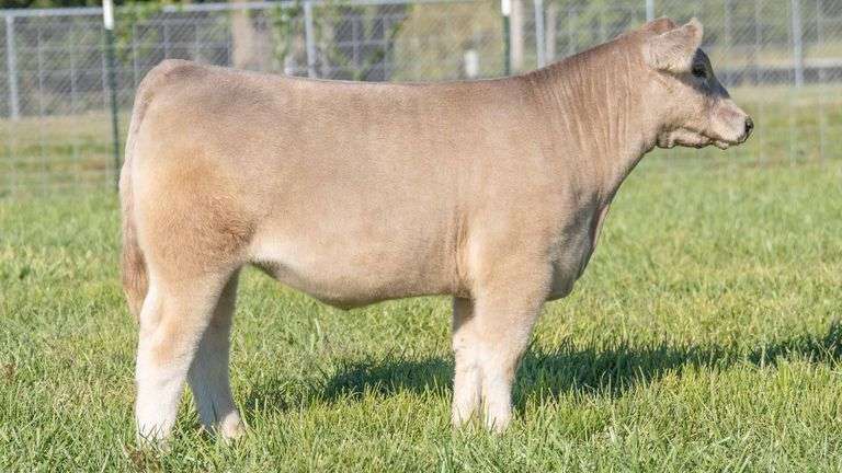 TAG 205 STEER