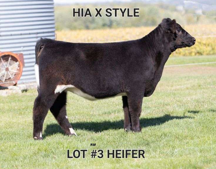 TAG 3 HEIFER
