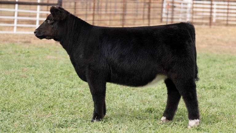 TAG 37 - MAINETAINER HEIFER