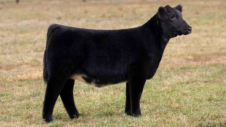 TAG 18 SHORTHORN PLUS HEIFER