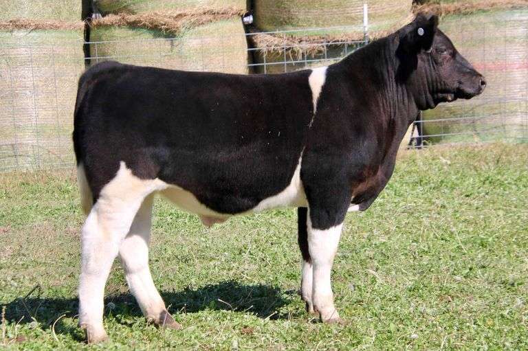 KOLONEL SANDERS STEER