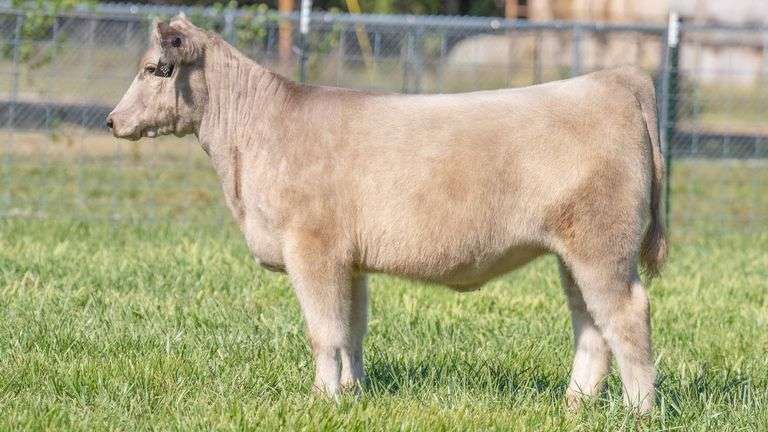 TAG 240 HEIFER