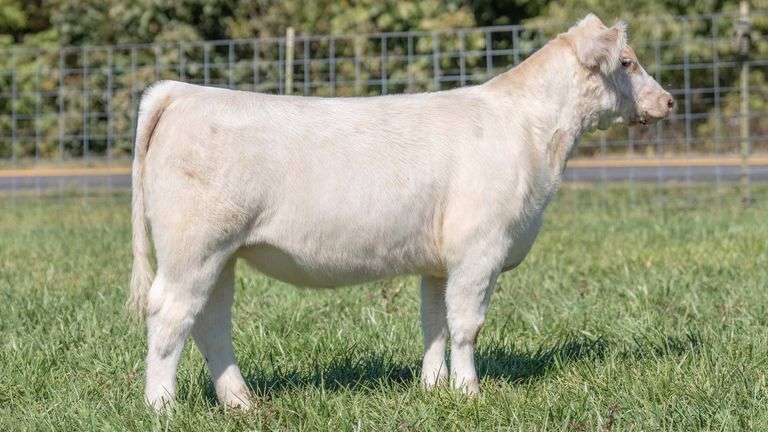 TAG 233 HEIFER
