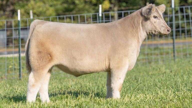 TAG 201 STEER