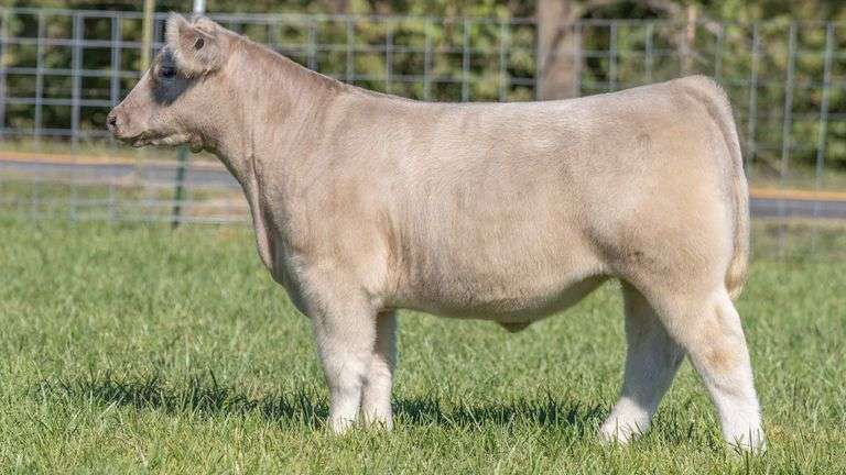 TAG 216 STEER