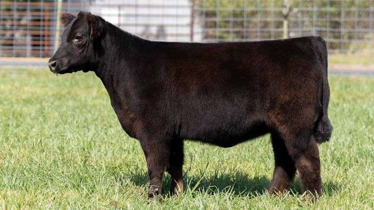 TAG 245 HEIFER
