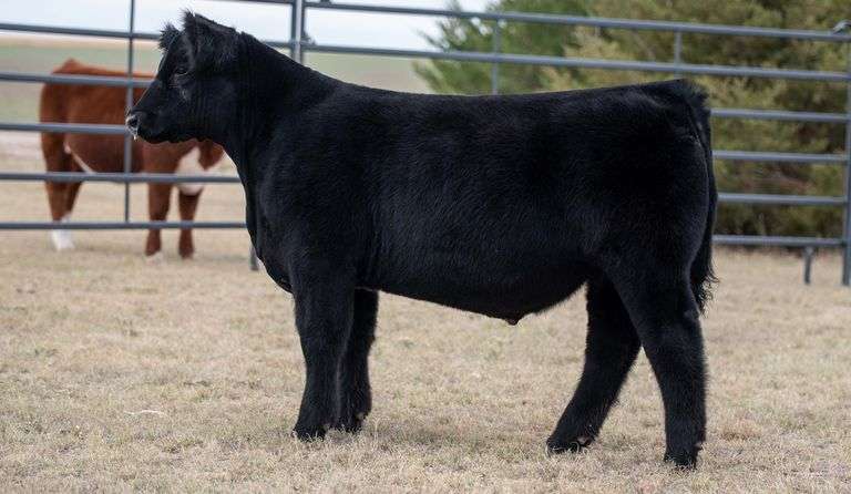 TAG 255 STEER