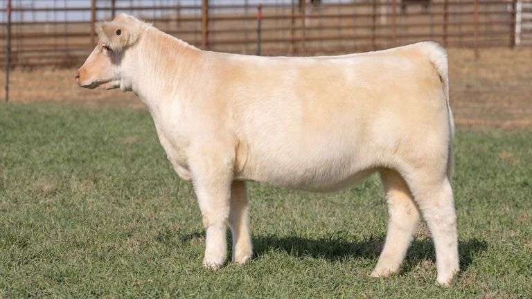 TAG 42 - COMMERCIAL HEIFER