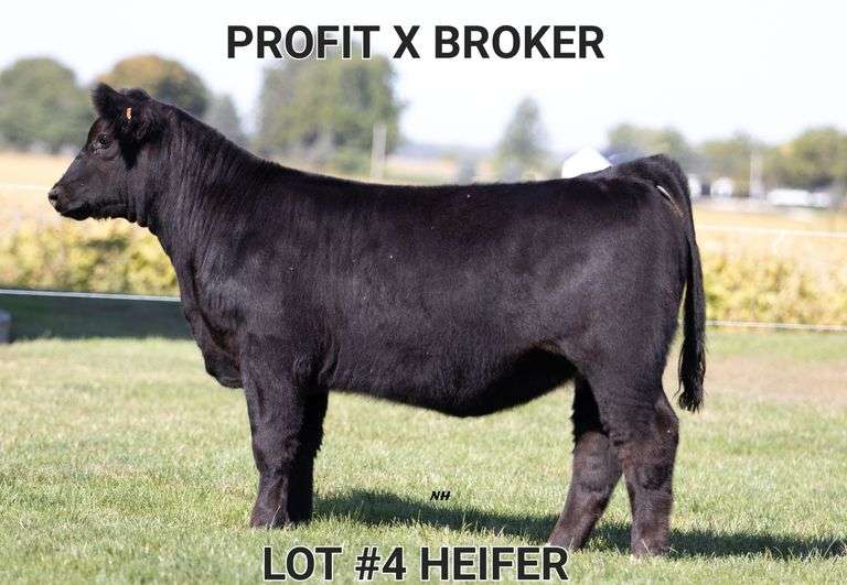 TAG 4 HEIFER