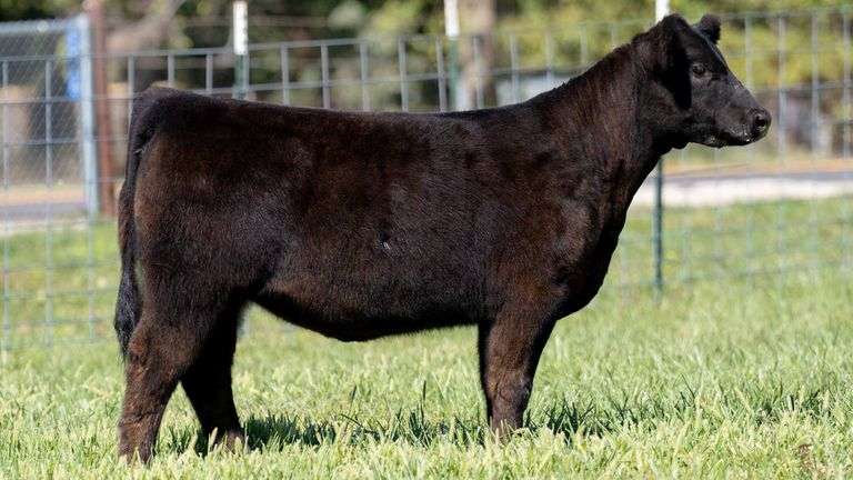 TAG 244 HEIFER