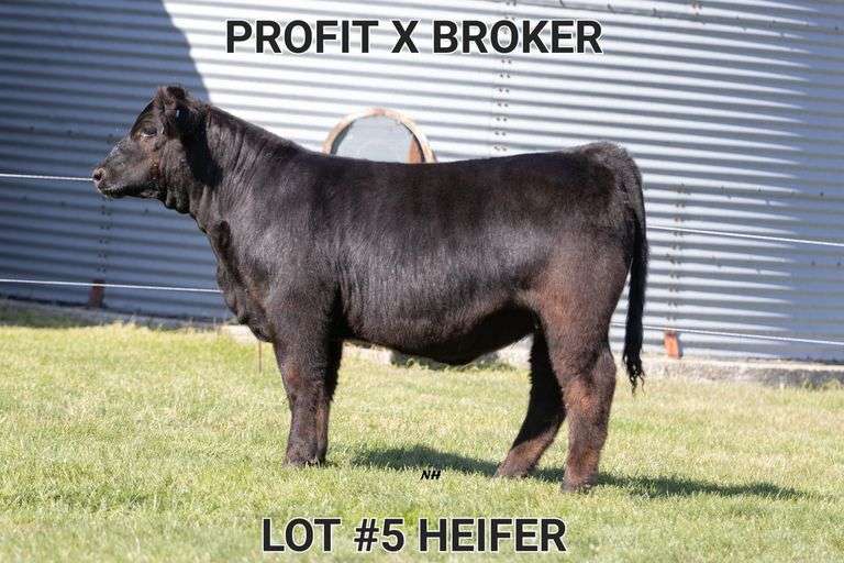 TAG 5 HEIFER