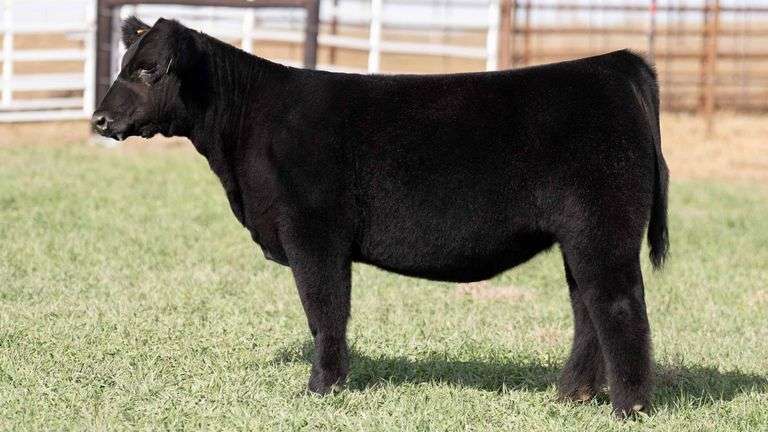 TAG 38 - MAINETAINER HEIFER