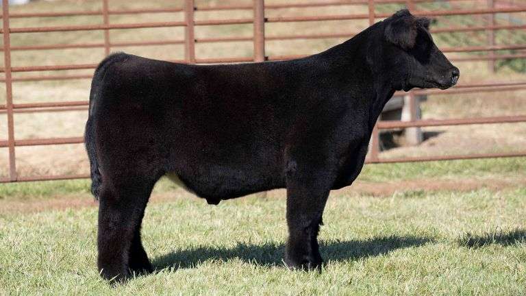 TAG 21 STEER