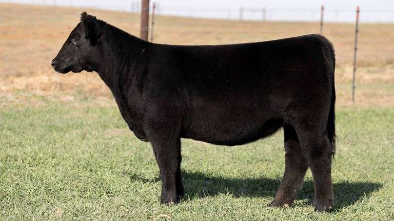 TAG 35 - HIGH MAINE HEIFER