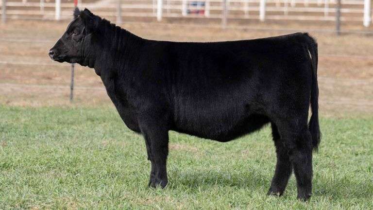 TAG 44 - LOW CHI HEIFER