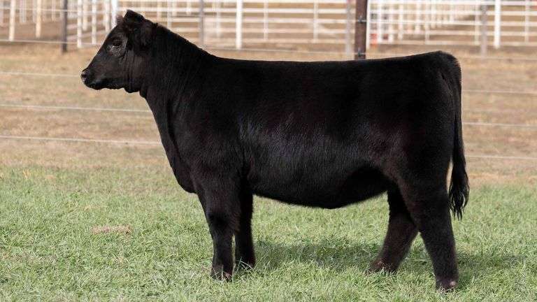 TAG 36 - MAINETAINER HEIFER