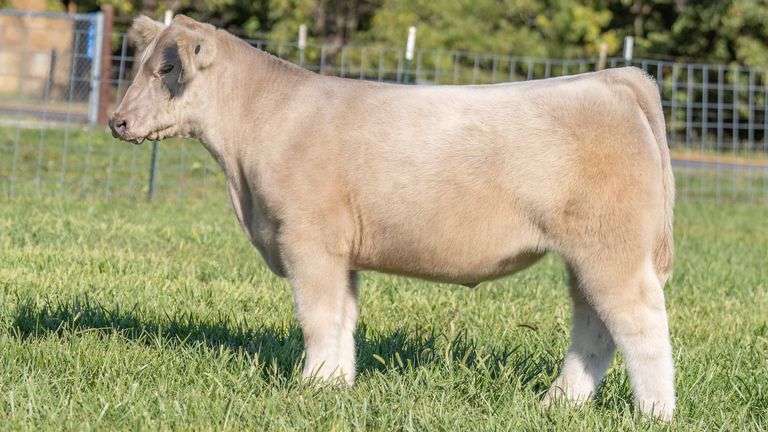 TAG 200 STEER