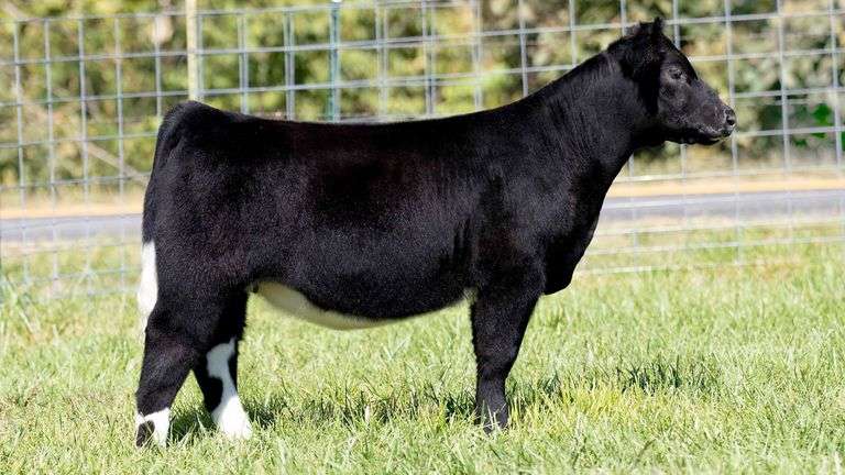 TAG 242 HEIFER