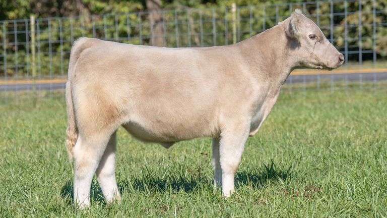 TAG 208 STEER