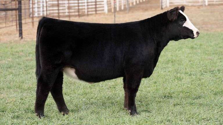 TAG 32 - 3/4 SIMMENTAL HEIFER