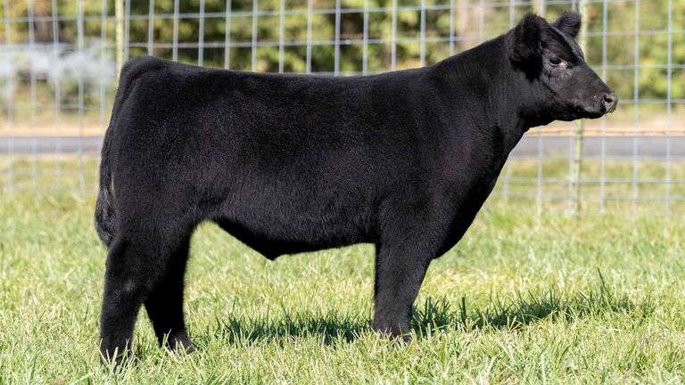 TAG 218 STEER