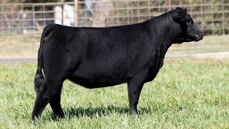 TAG 239 HEIFER