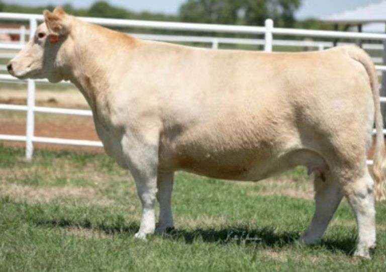 438 X THAT'S RIGHT EMBRYOS