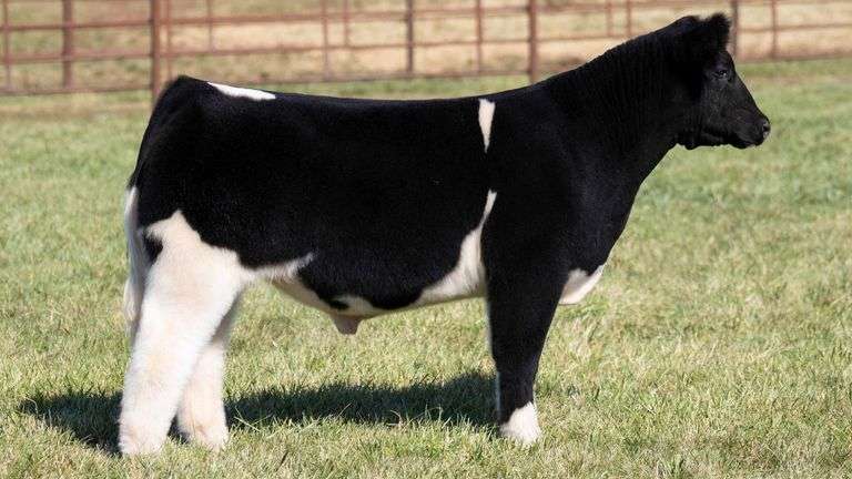 TAG 6 STEER