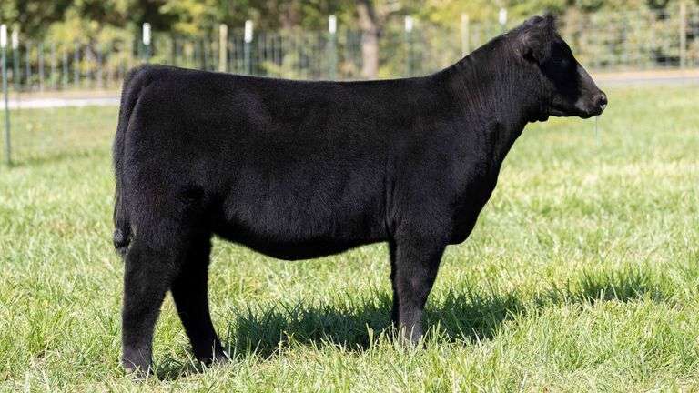 TAG 237 HEIFER