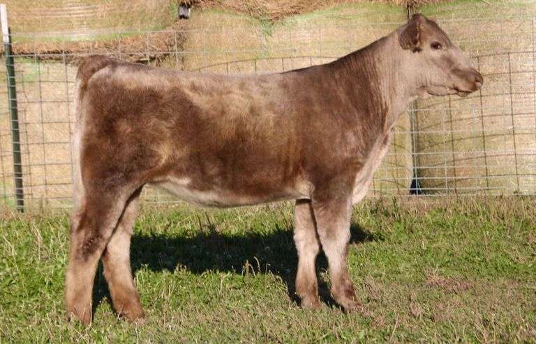 KILLER FROST HEIFER