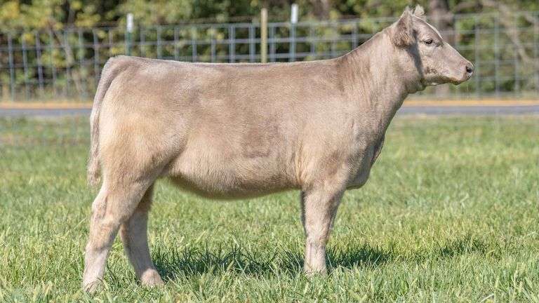 TAG 231 HEIFER
