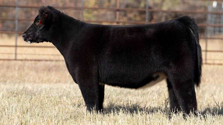 TAG 156 HEIFER