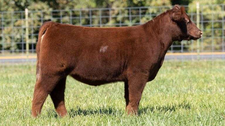 TAG 235 HEIFER