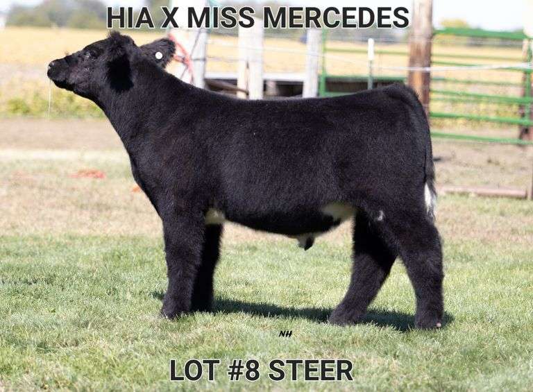 TAG 8 STEER