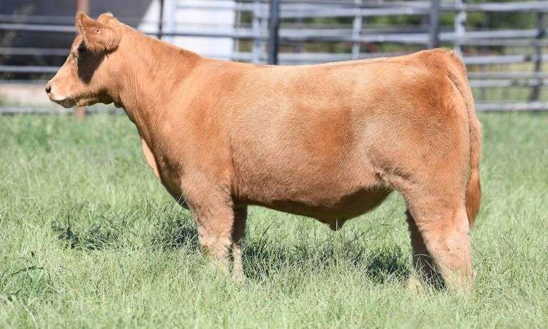 TAG 700 STEER