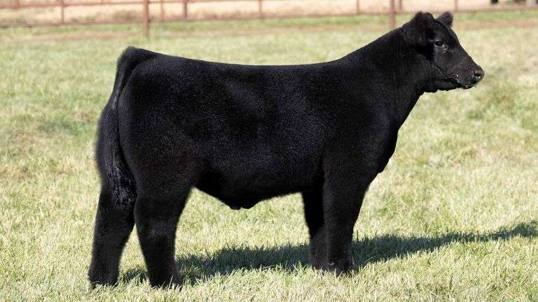 TAG 20 STEER