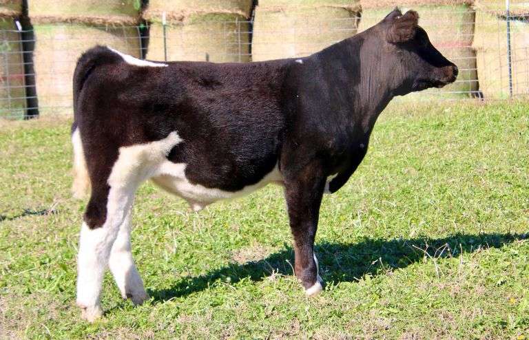 KASTLE STEER
