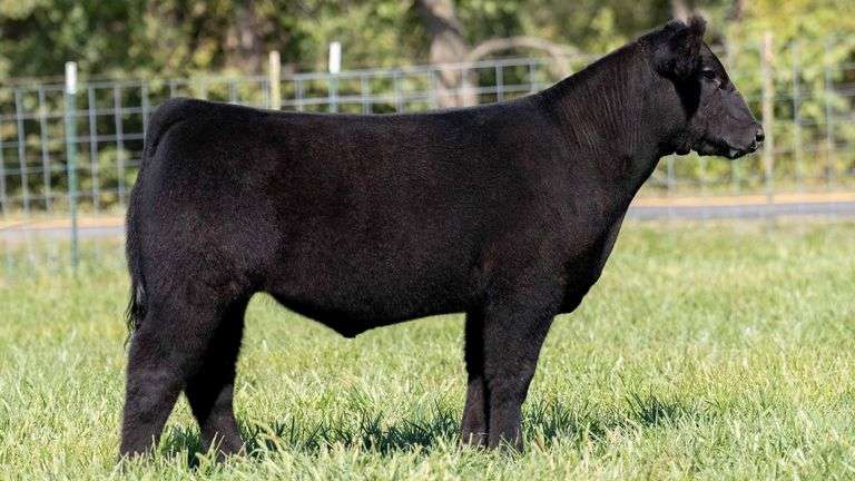 TAG 210 STEER