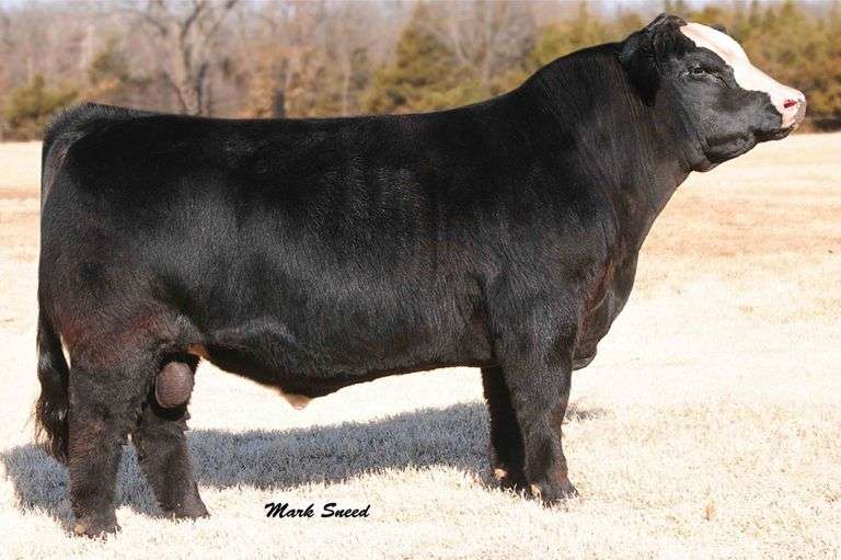 WHIZARD B SEMEN