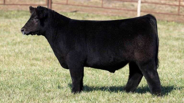 TAG 3 STEER