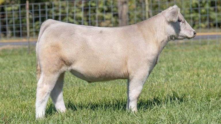 TAG 219 STEER