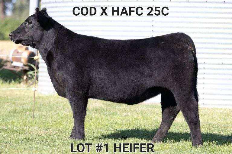 TAG 1 HEIFER