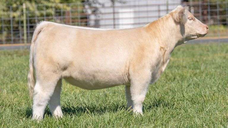 TAG 229 HEIFER