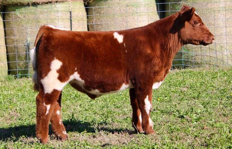 KRYPTONITE STEER