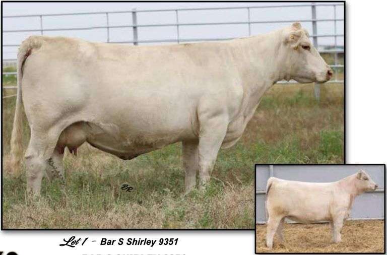 HERE I AM X 9351 EMBRYOS