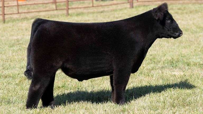 TAG 7 STEER