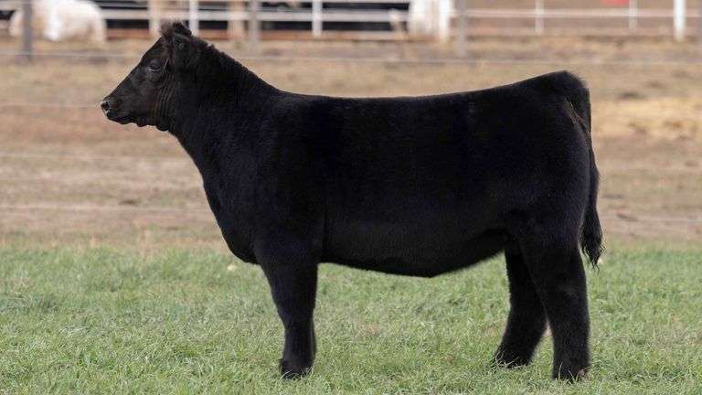 TAG 45 - LOW CHI HEIFER