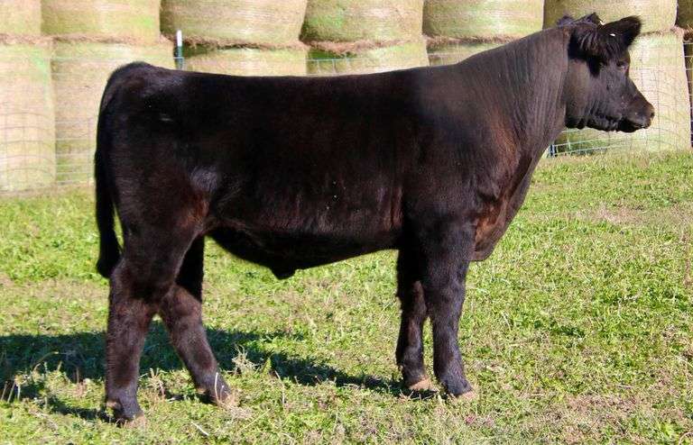 KALAMAZOO STEER